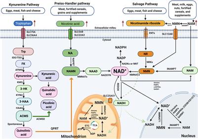 NAD+ in Alzheimer’s Disease: Molecular Mechanisms and Systematic Therapeutic Evidence Obtained in vivo